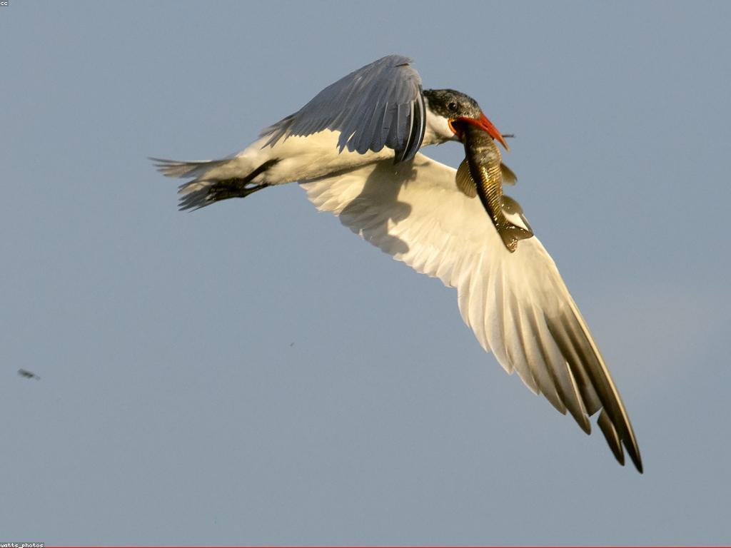 ព័ត៌មានអំពីត្រីធំៗ