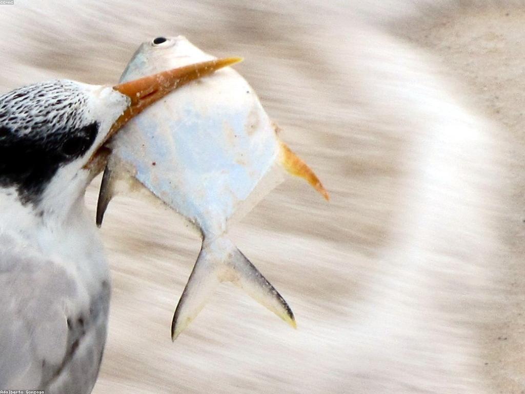 ការស្រាវជ្រាវអំពីអាកប្បកិច្ចរបស់ត្រីធំៗ